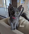 adoptable Cat in Brunswick, OH named Ross