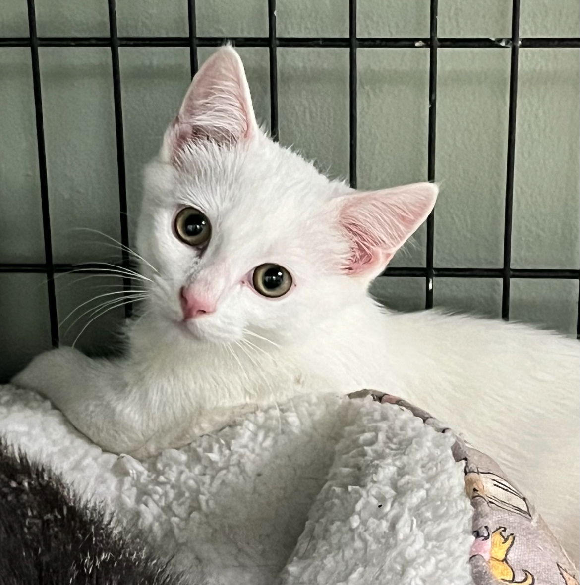 adoptable Cat in Brunswick, OH named Reis