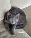 adoptable Cat in Brunswick, OH named Rachel