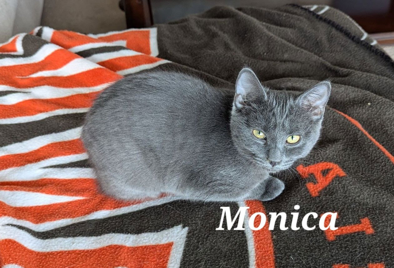 adoptable Cat in Brunswick, OH named Monica