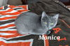 adoptable Cat in , OH named Monica