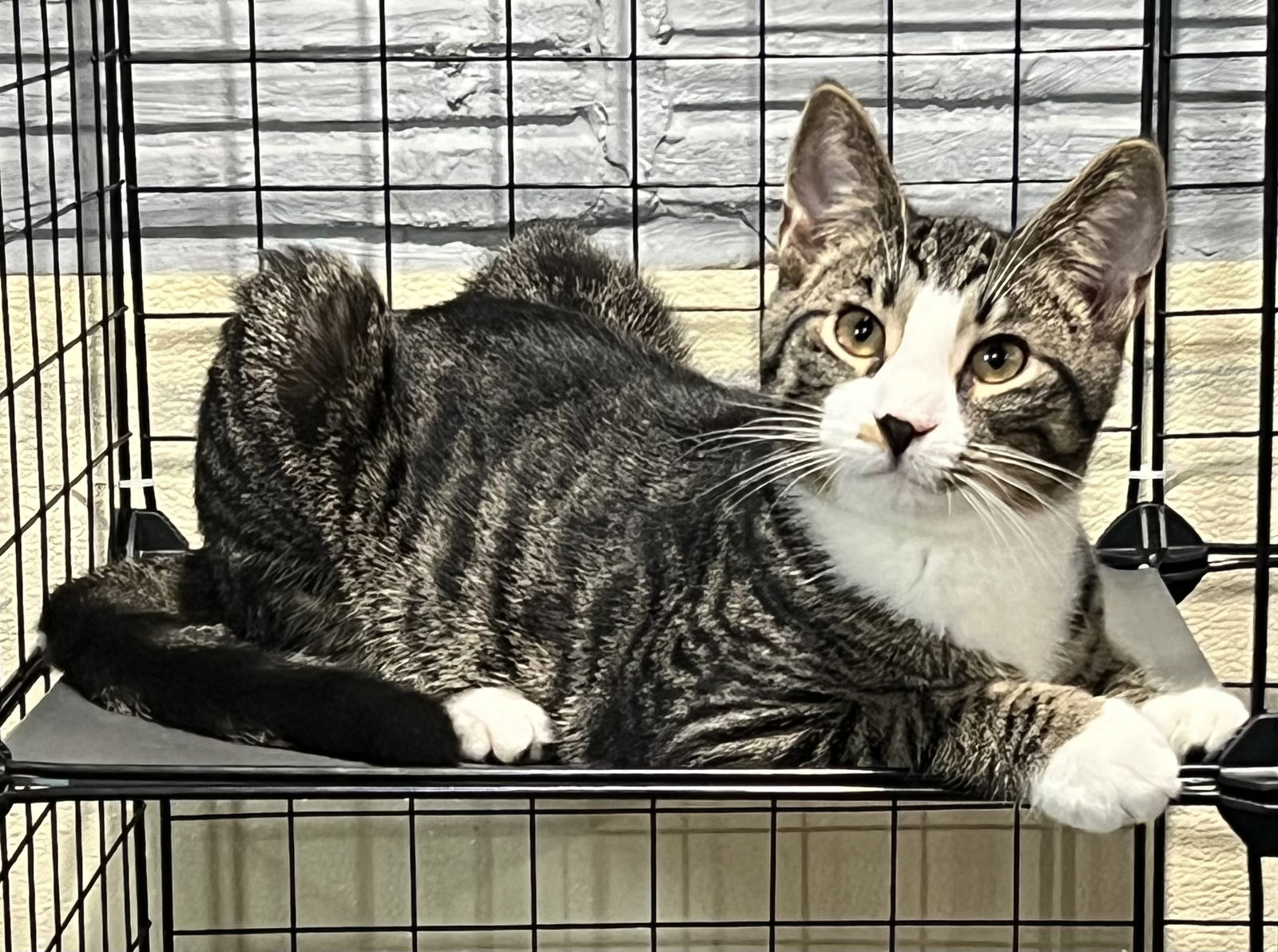 adoptable Cat in Brunswick, OH named Griffin