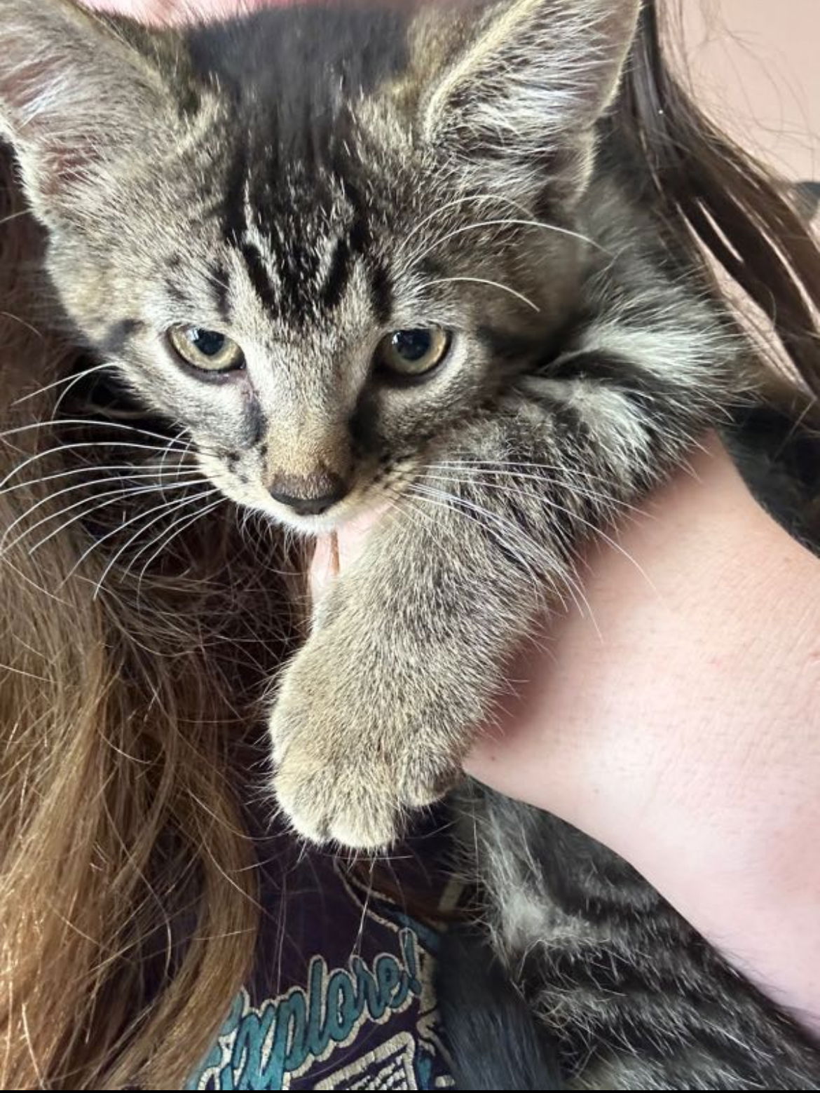 adoptable Cat in Brunswick, OH named Tiger