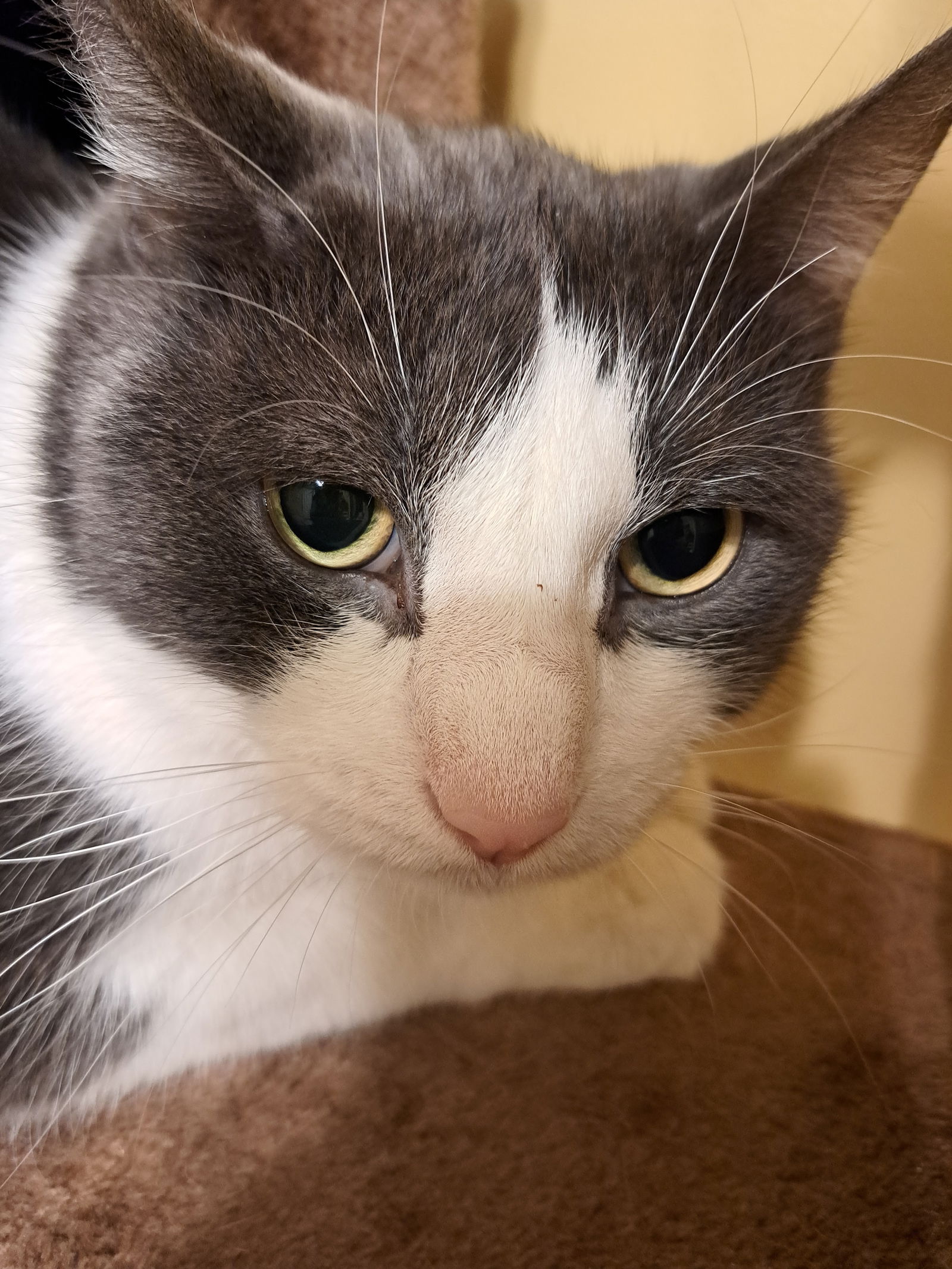 adoptable Cat in Brunswick, OH named Luke