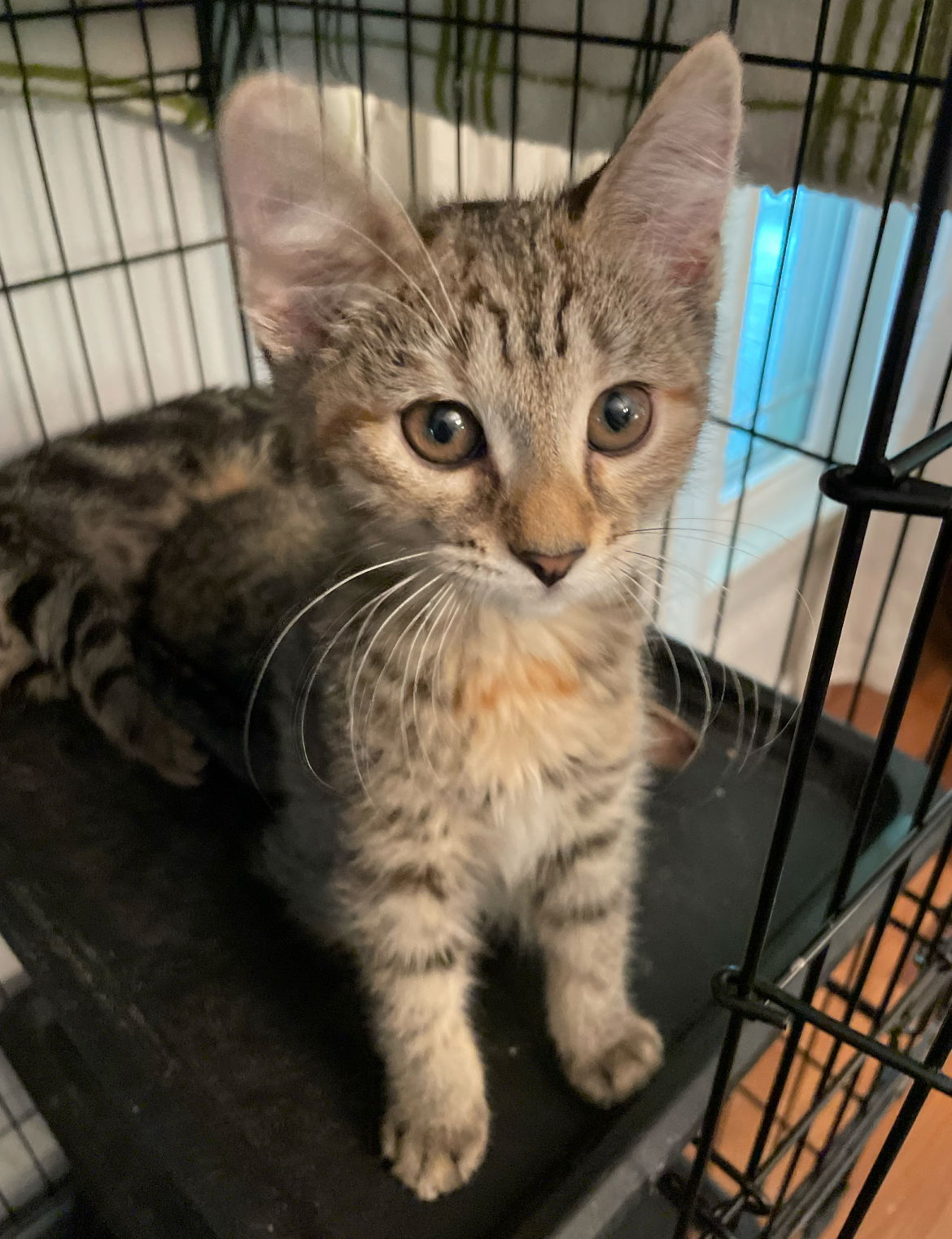 adoptable Cat in Brunswick, OH named Crystal