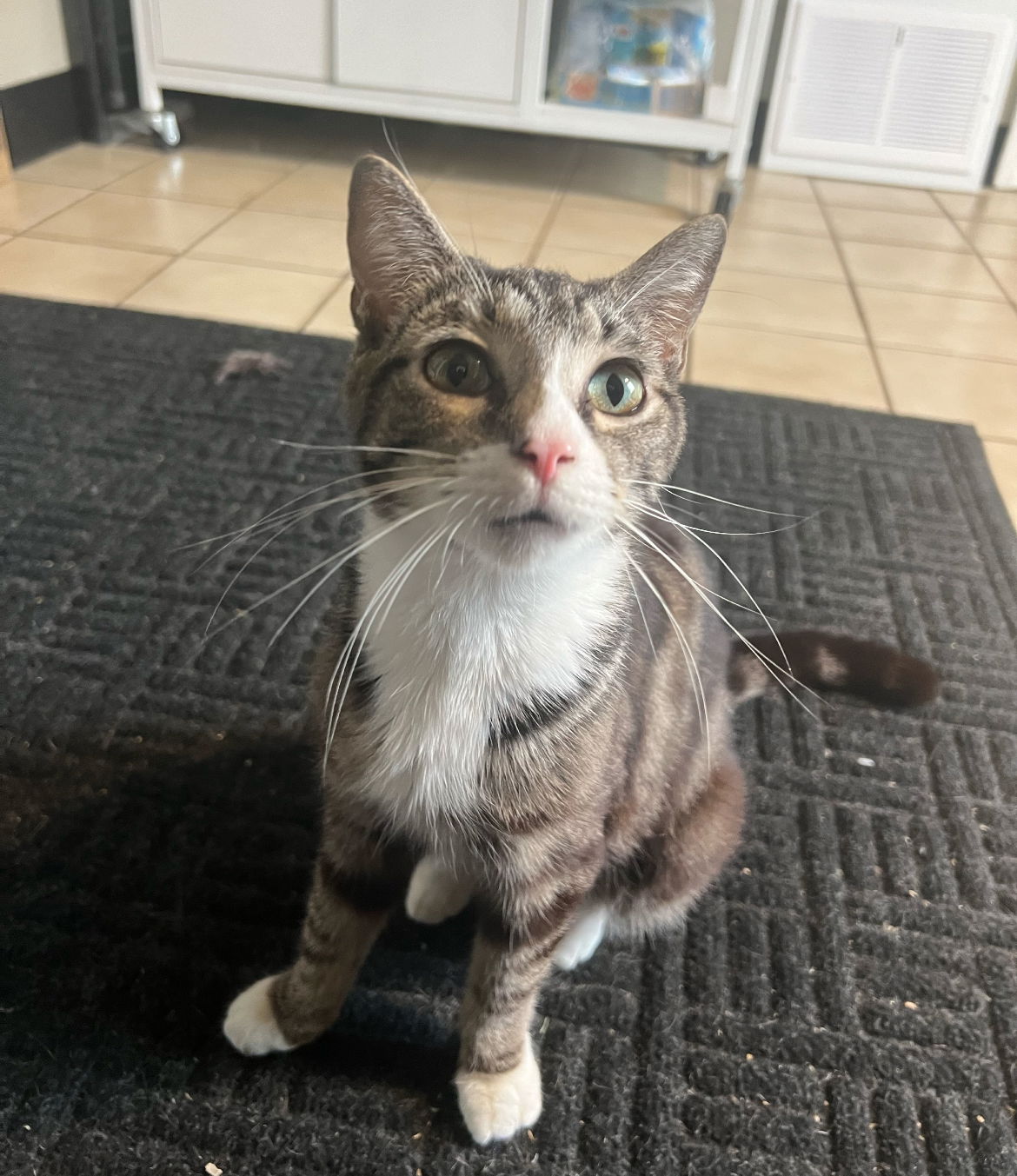 adoptable Cat in Brunswick, OH named Ashley