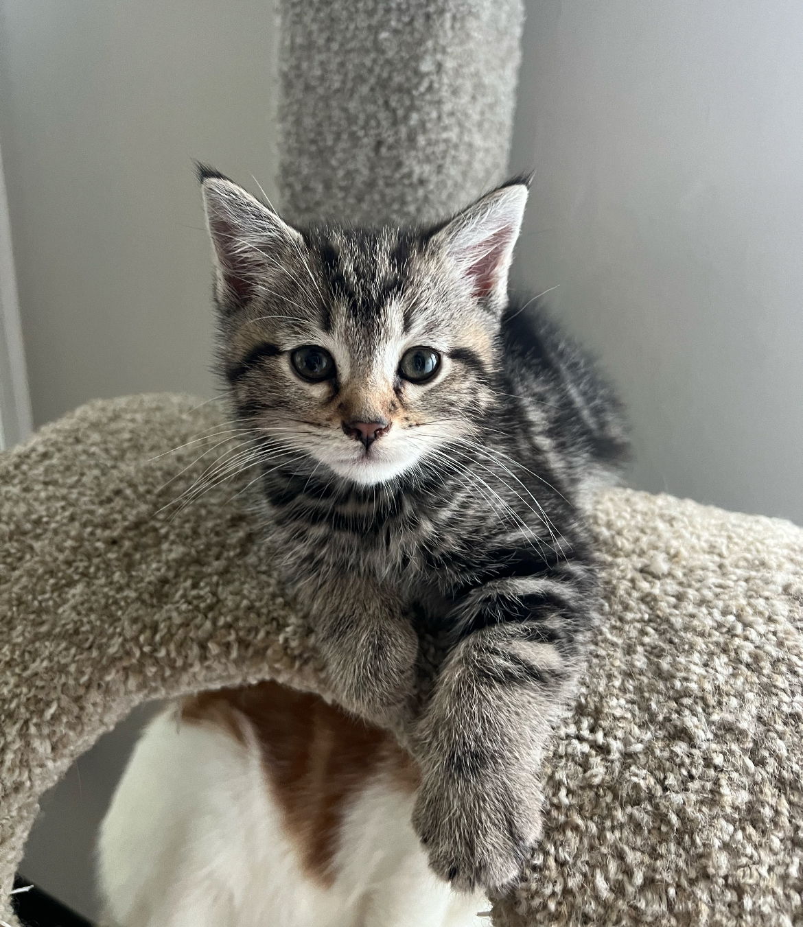 adoptable Cat in Brunswick, OH named Calypso