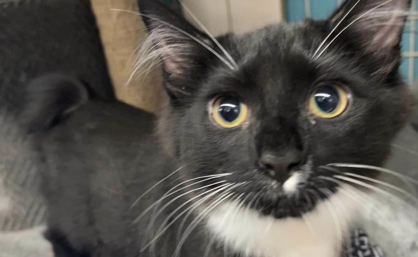 adoptable Cat in Brunswick, OH named Kayak