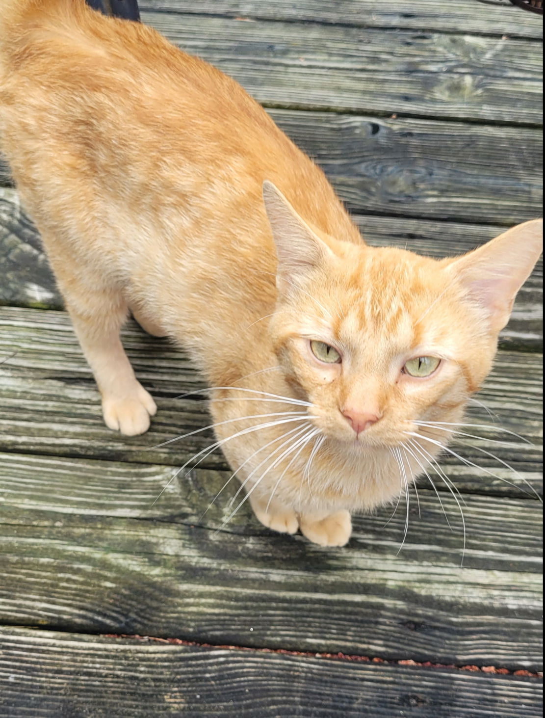 adoptable Cat in Brunswick, OH named Georgie