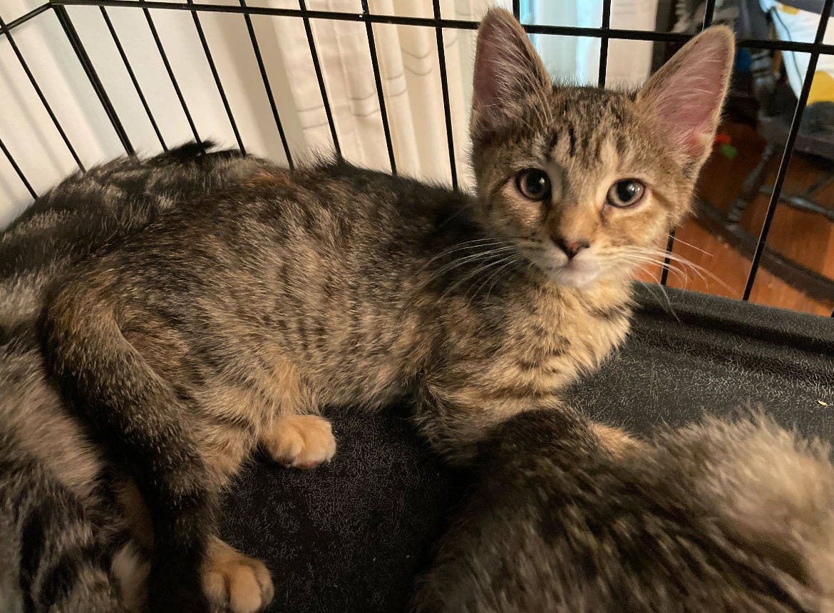 adoptable Cat in Brunswick, OH named Tiffany