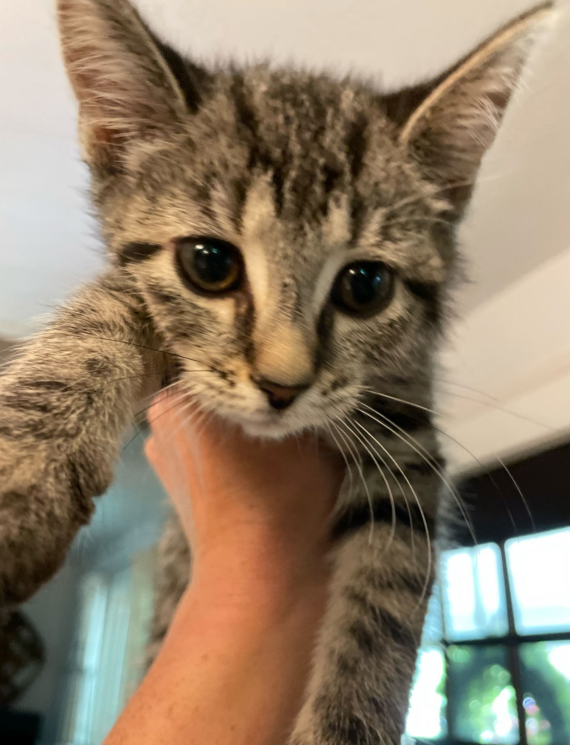 adoptable Cat in Brunswick, OH named Kelly