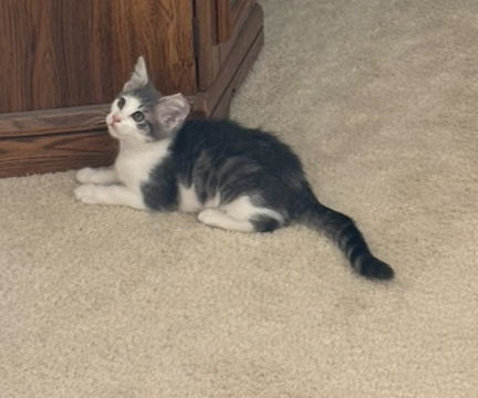 adoptable Cat in Brunswick, OH named Storm