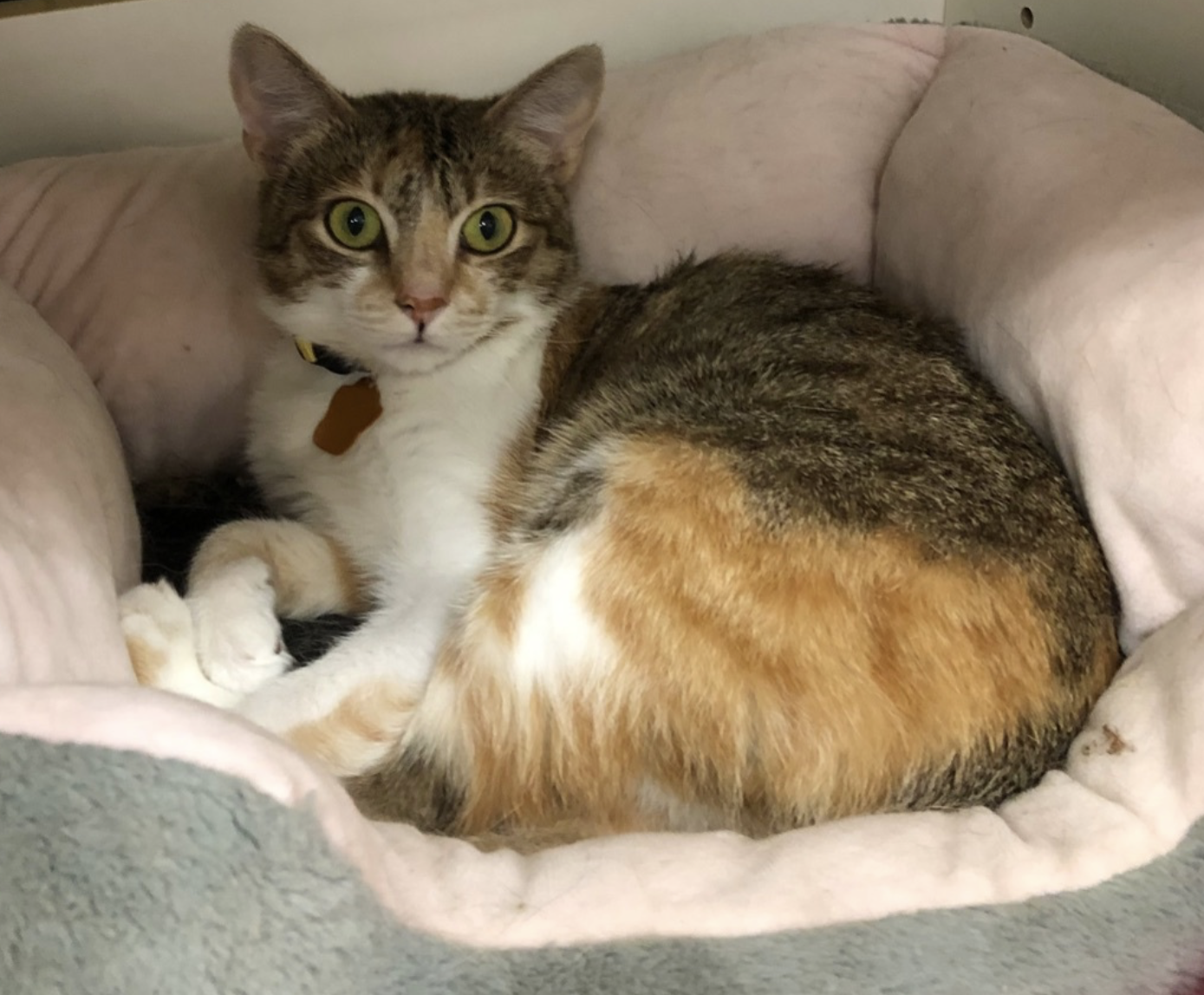 adoptable Cat in Brunswick, OH named Maple