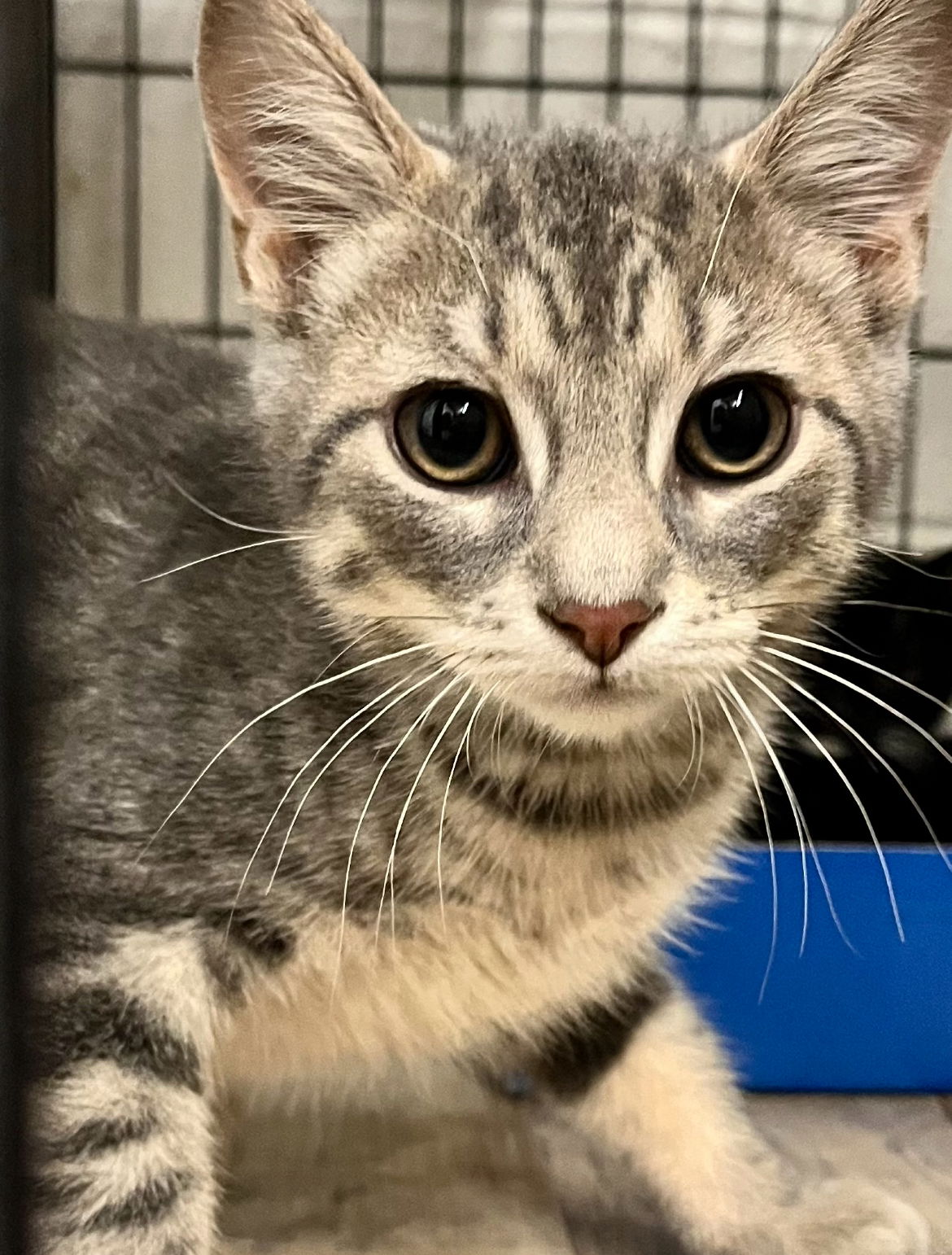 adoptable Cat in Brunswick, OH named Philip Marlowe