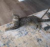 adoptable Cat in Brunswick, OH named Meatball