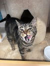 adoptable Cat in , OH named Jimin