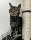 adoptable Cat in Brunswick, OH named Jimin