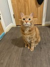 adoptable Cat in Brunswick, OH named Daniel