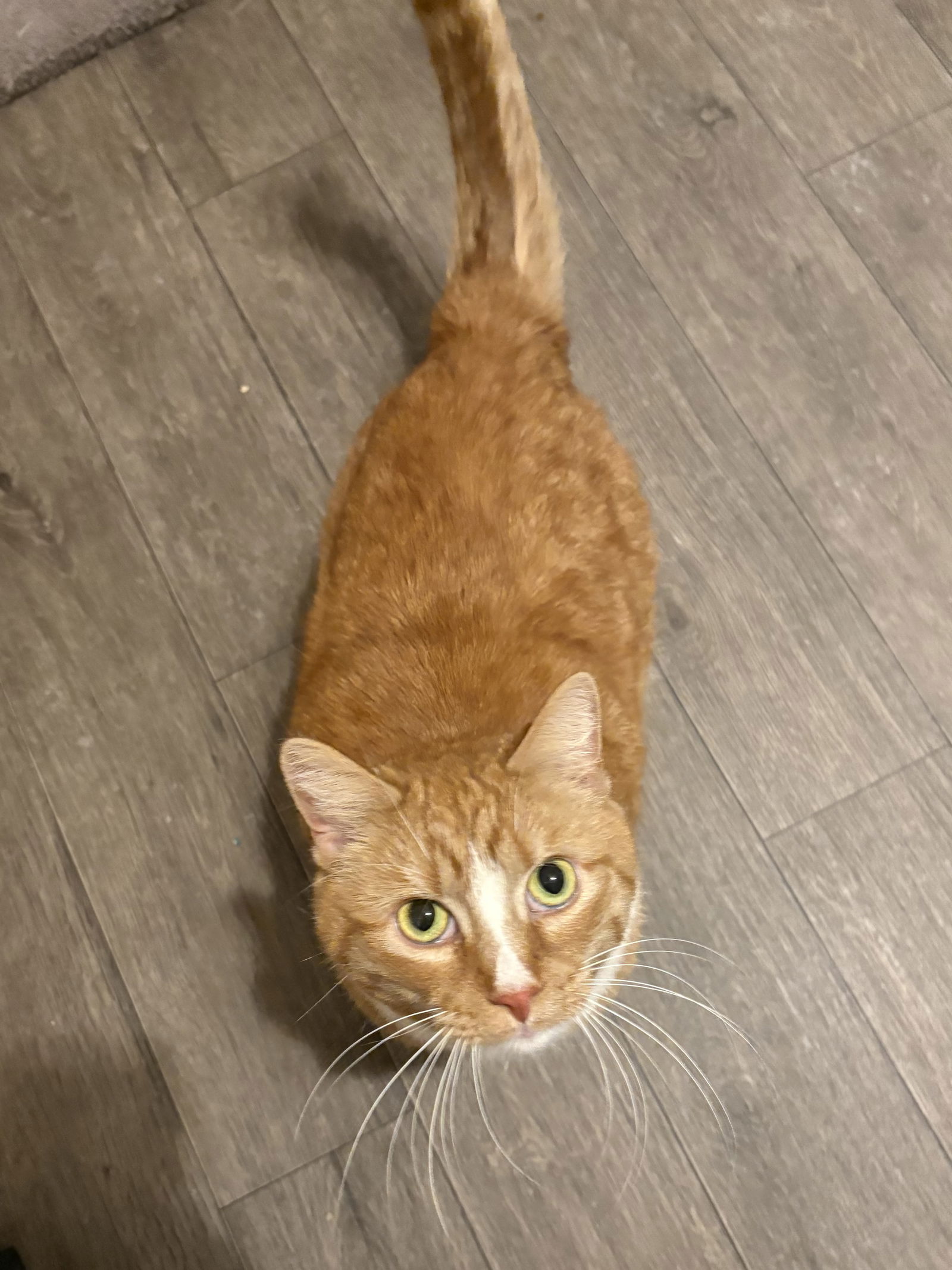 adoptable Cat in Brunswick, OH named Fuzzy Britches