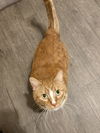 adoptable Cat in Brunswick, OH named Fuzzy Britches