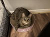 adoptable Cat in Brunswick, OH named Emily