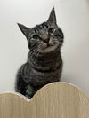 adoptable Cat in Brunswick, OH named Mew Mew