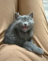adoptable Cat in Brunswick, OH named Aggressive Grooming