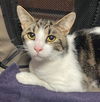 adoptable Cat in Brunswick, OH named Taz