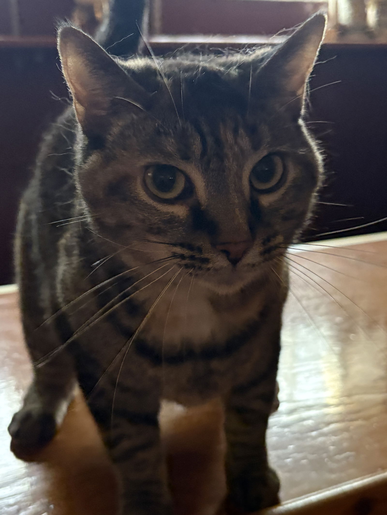 adoptable Cat in Brunswick, OH named Goldie