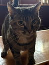 adoptable Cat in Brunswick, OH named Goldie
