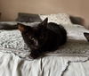 adoptable Cat in Brunswick, OH named Josephine Baker