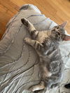 adoptable Cat in Brunswick, OH named Pablo Picasso