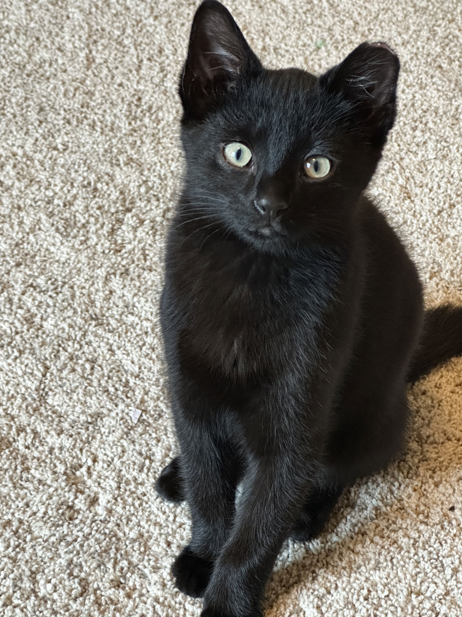 adoptable Cat in Brunswick, OH named Pickled Pepper