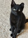 adoptable Cat in Brunswick, OH named Pickled Pepper