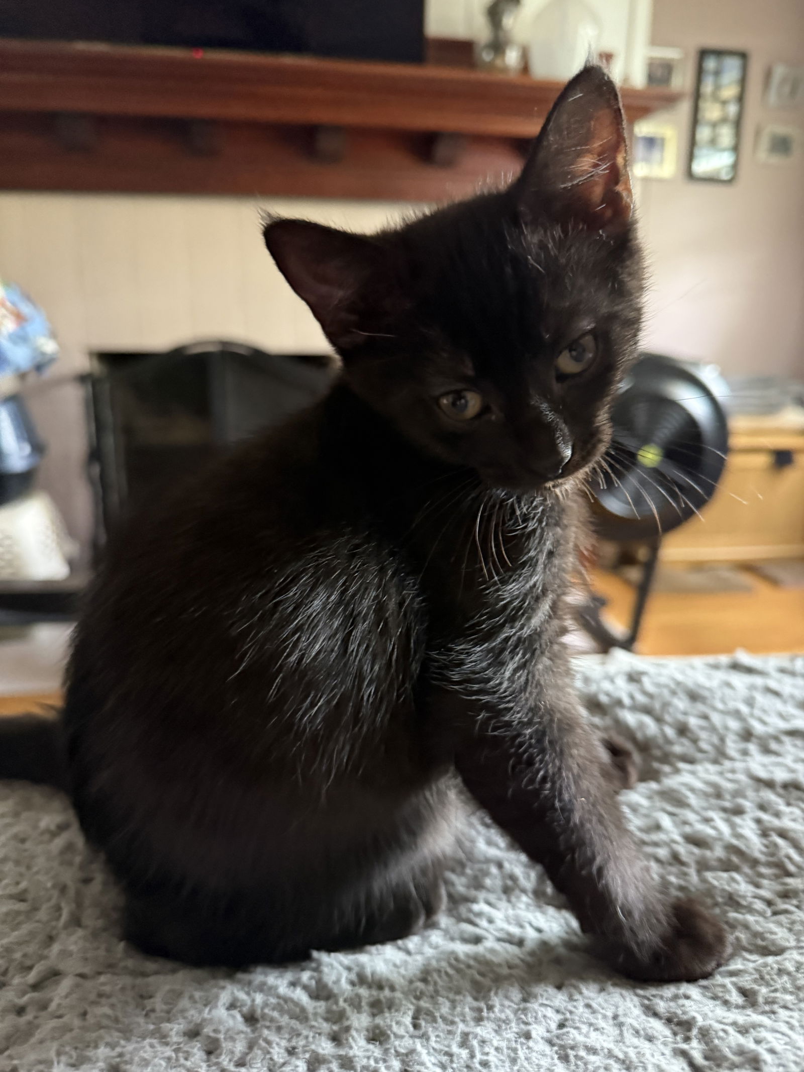 adoptable Cat in Brunswick, OH named Gertrude Stein