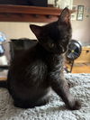 adoptable Cat in Brunswick, OH named Gertrude Stein