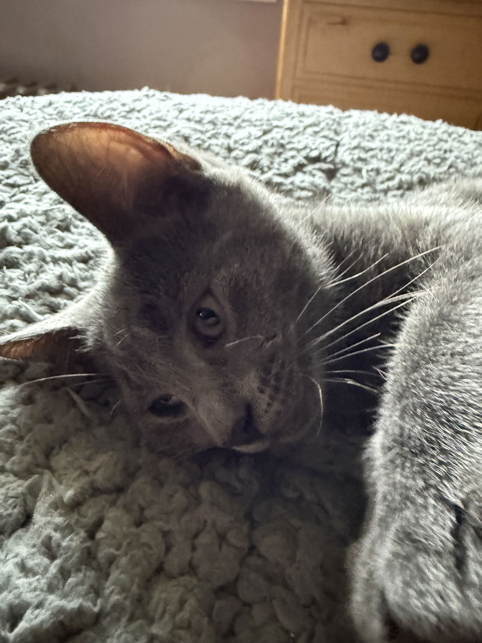 adoptable Cat in Brunswick, OH named Adriana
