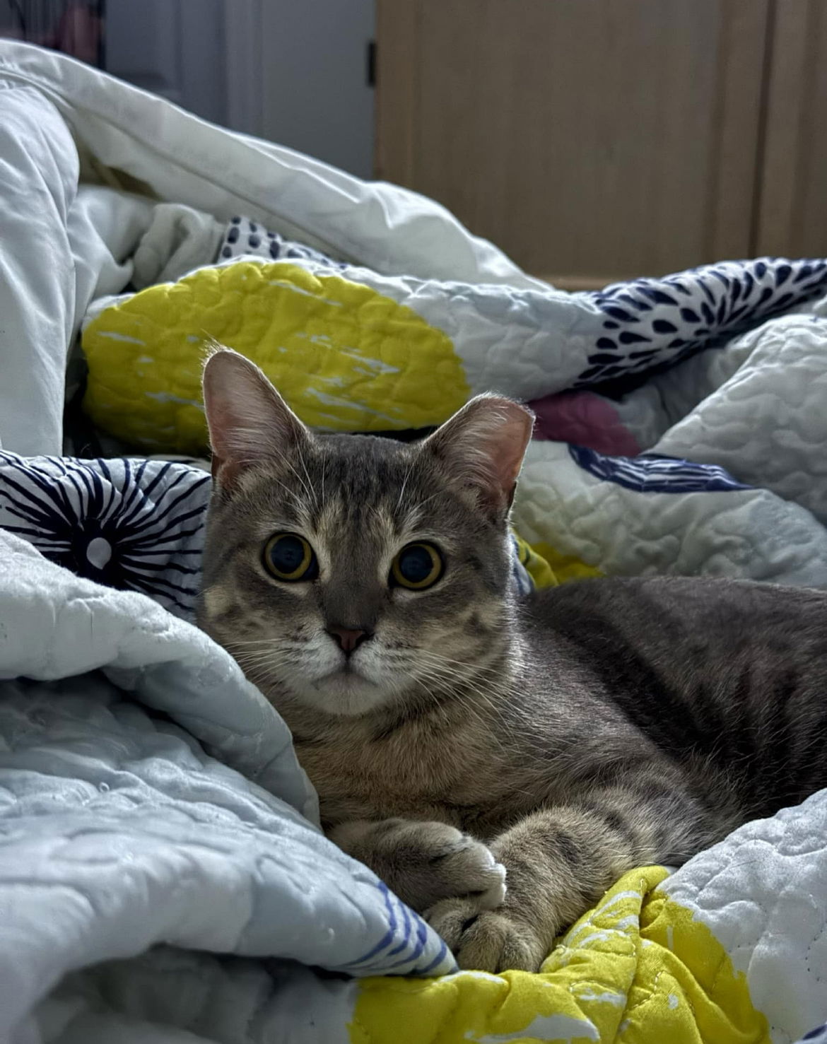 adoptable Cat in Brunswick, OH named Honey