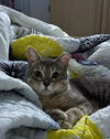adoptable Cat in Brunswick, OH named Honey