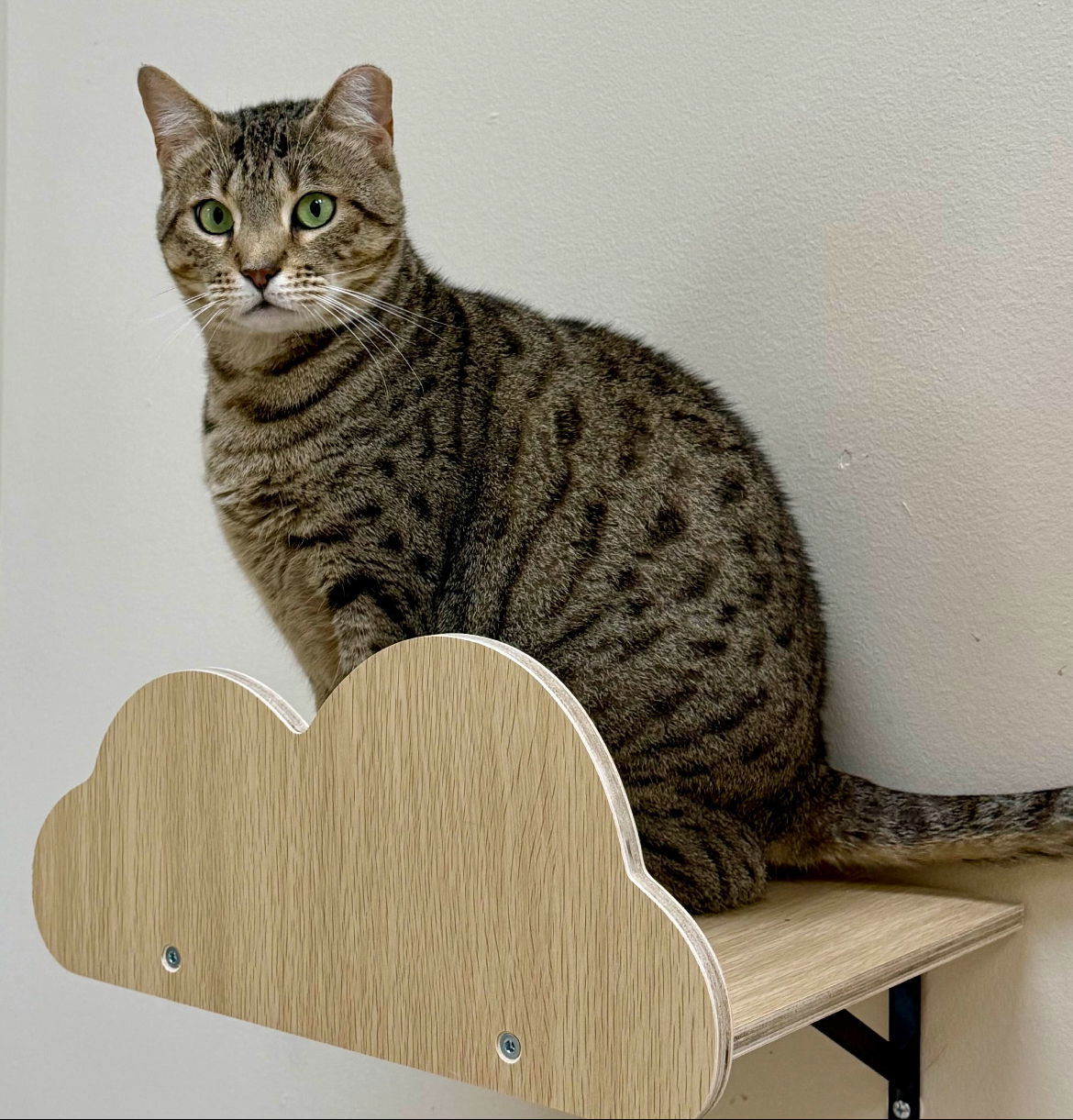 adoptable Cat in Brunswick, OH named Stapler