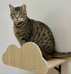 adoptable Cat in Brunswick, OH named Stapler