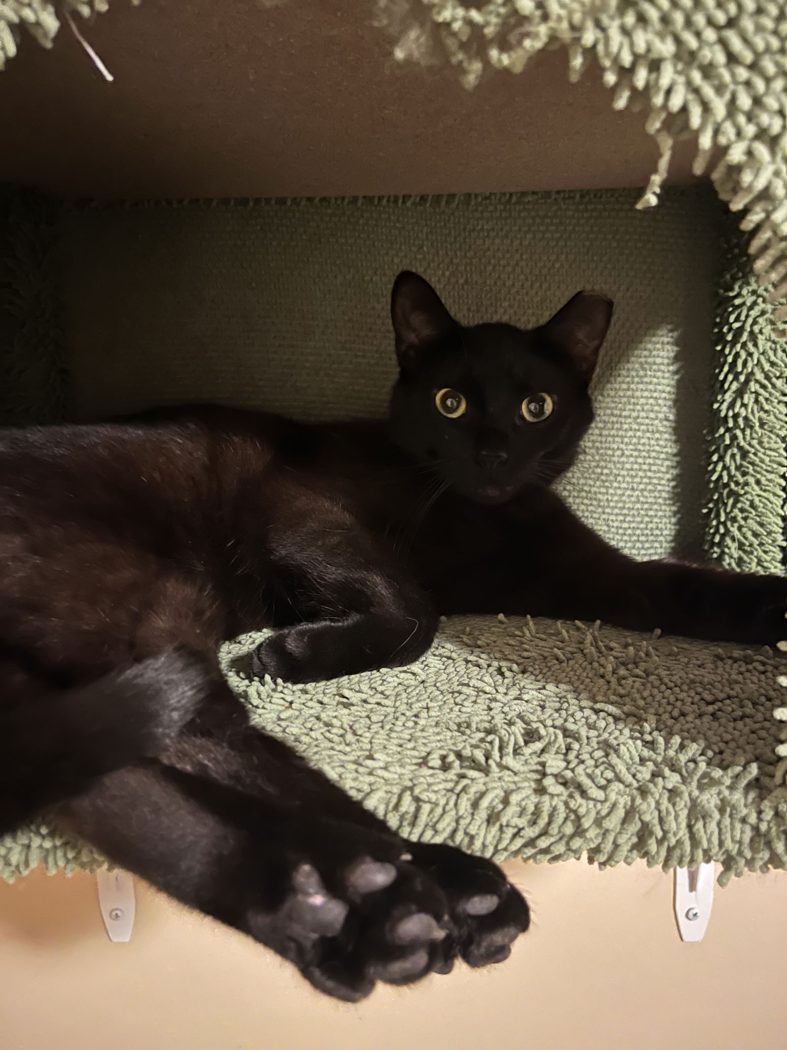 adoptable Cat in Brunswick, OH named Jigsaw