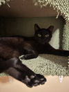 adoptable Cat in Brunswick, OH named Jigsaw
