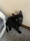 adoptable Cat in Brunswick, OH named Elmer