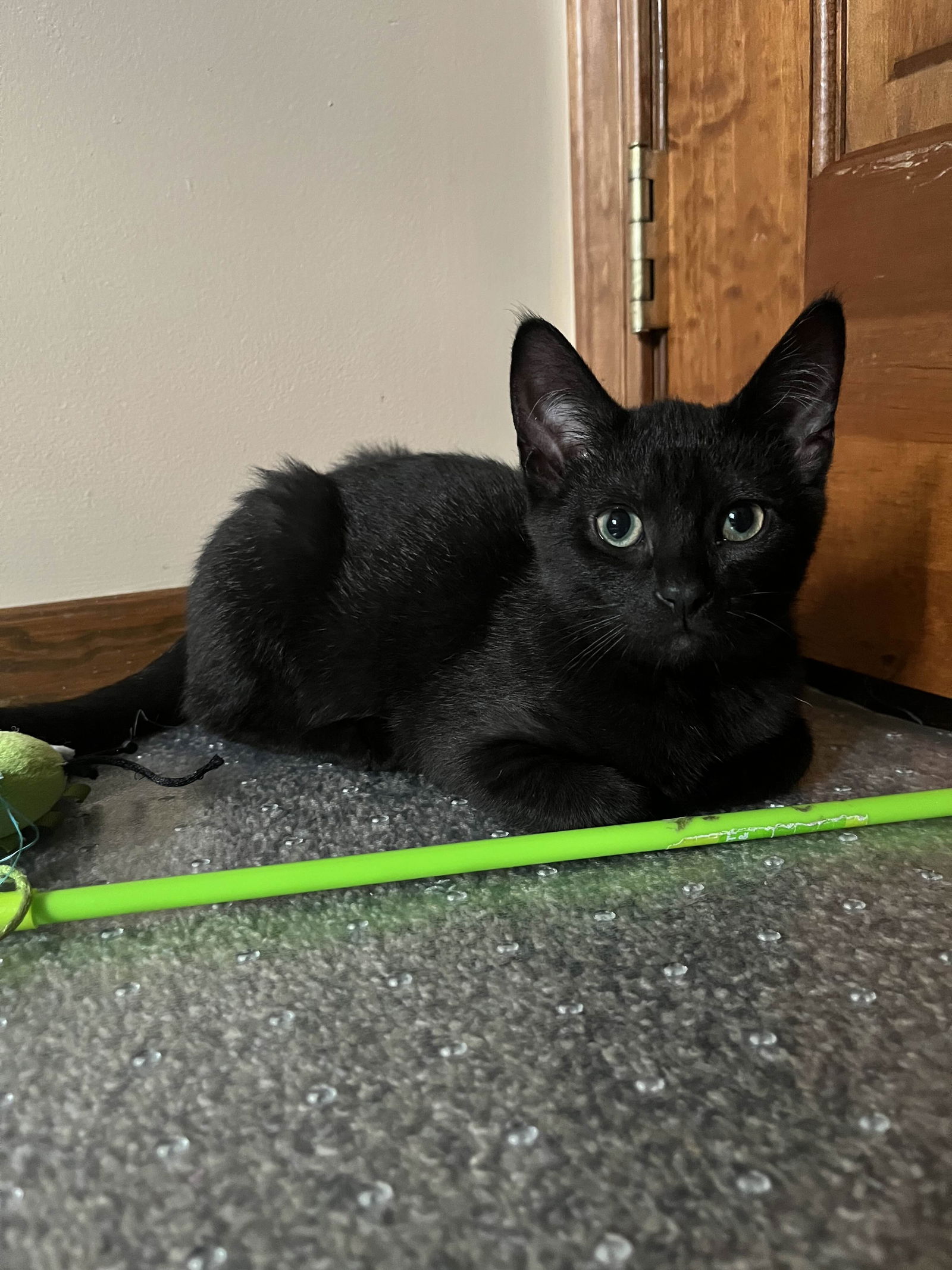 adoptable Cat in Brunswick, OH named Rice