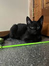 adoptable Cat in Brunswick, OH named Rice