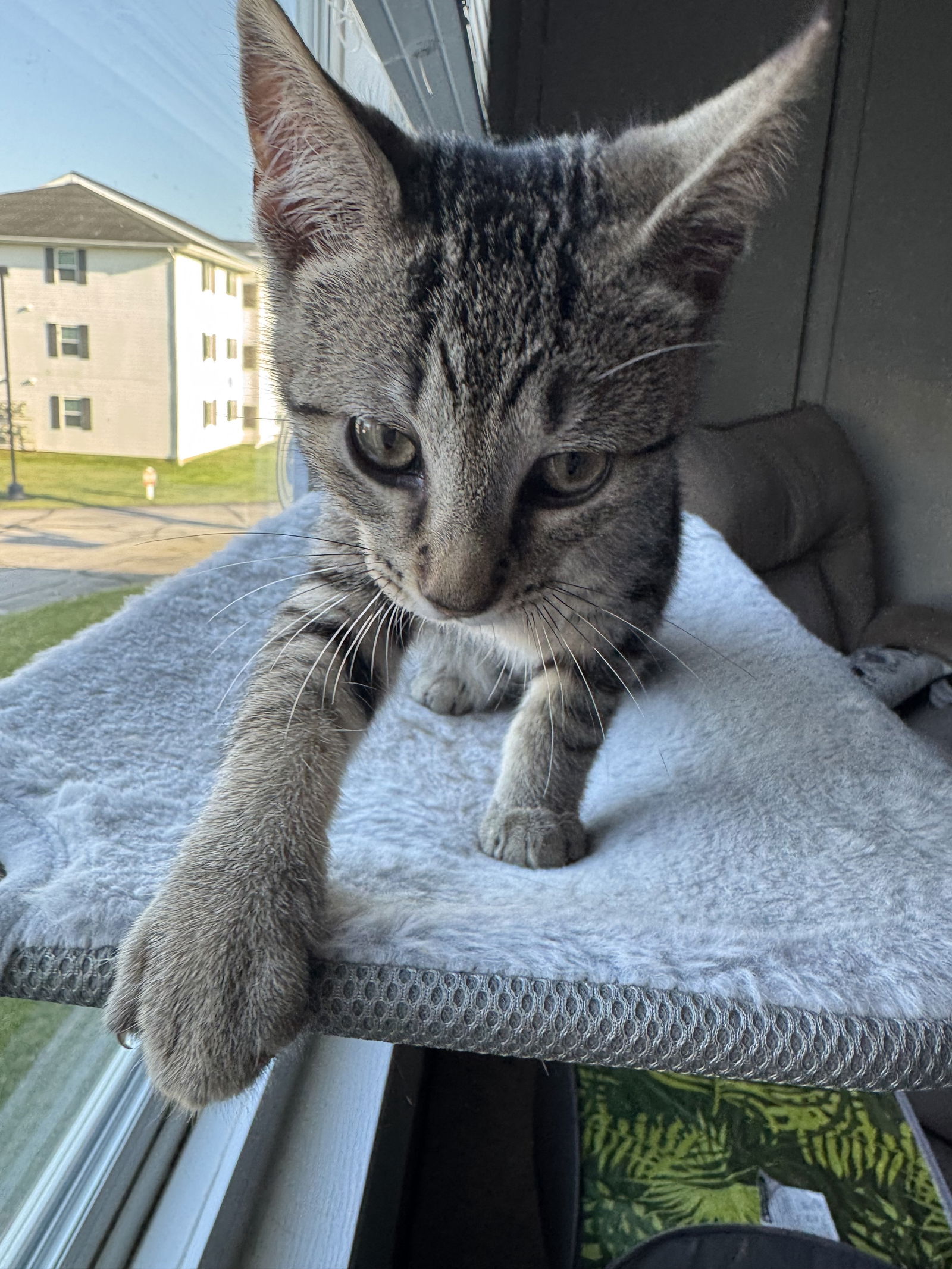 adoptable Cat in Brunswick, OH named Puddles
