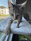 adoptable Cat in Brunswick, OH named Puddles