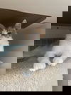 adoptable Cat in Brunswick, OH named Jeffers
