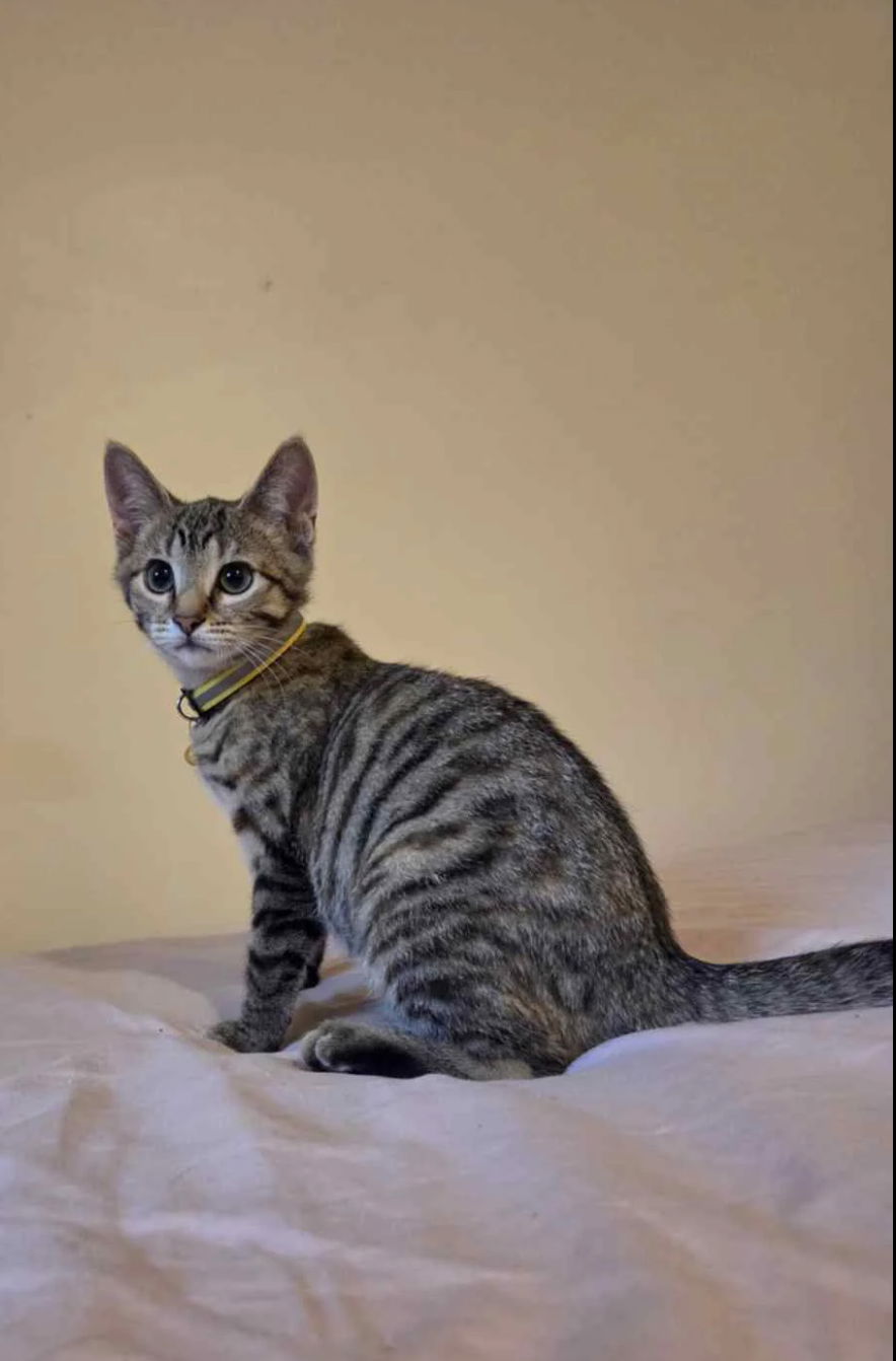 adoptable Cat in Brunswick, OH named Nova